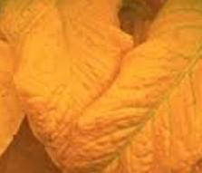 Bright Yellow Virginia