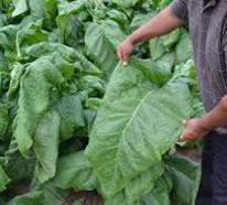 Connecticut Broadleaf Leaf