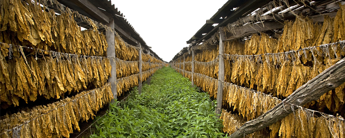 Tobacco Farmer